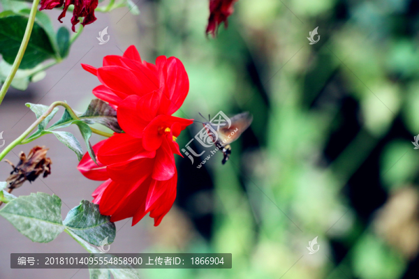 盤旋于花叢的蜂鳥蛾