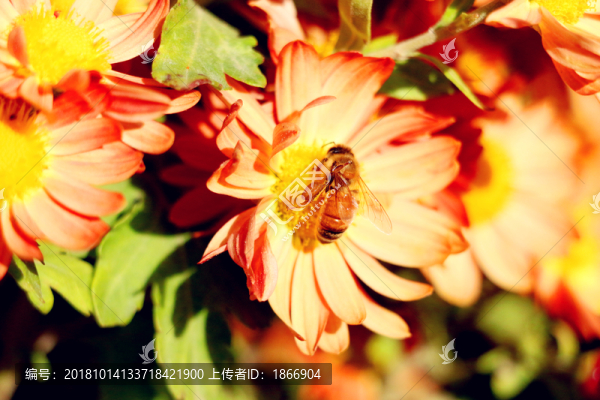 辛勤的蜜蜂