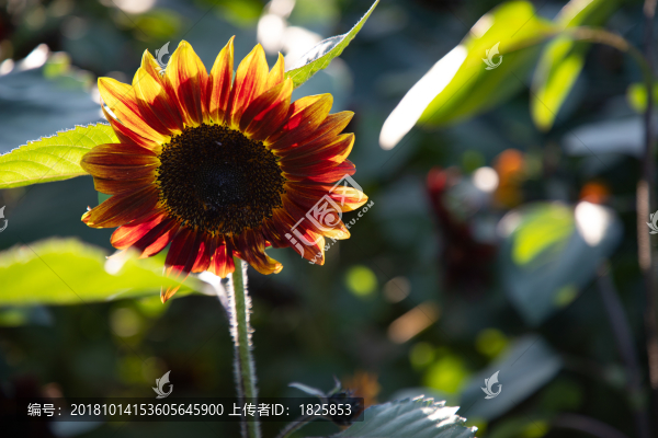 沈陽長白島葵花園