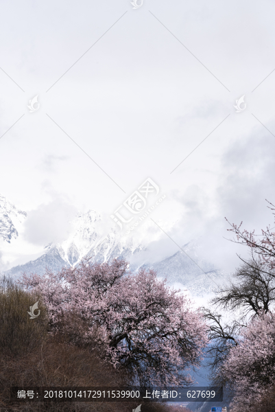 林芝桃花