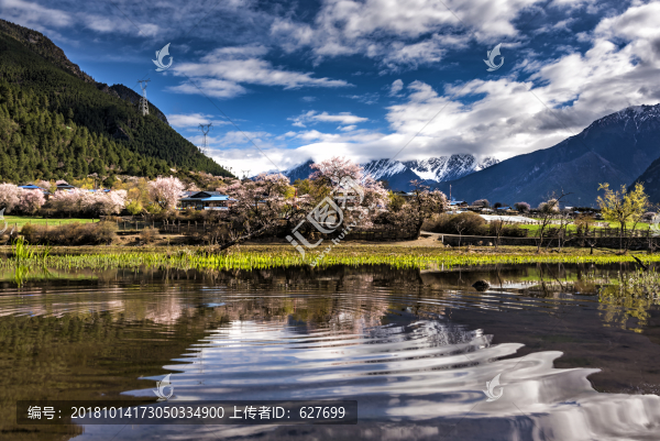 林芝桃花