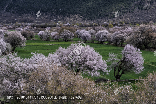 林芝桃花