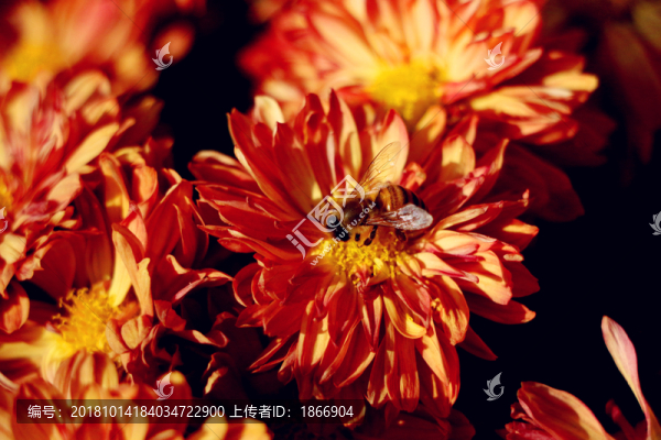 花叢中忙碌的蜜蜂
