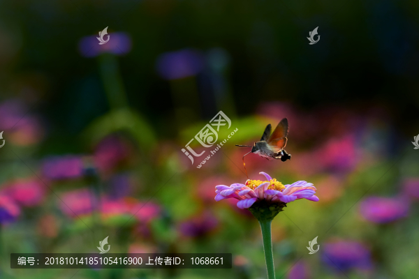 蜂鳥(niǎo)鷹蛾