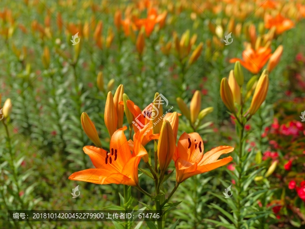 百合花