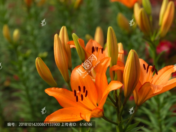 百合花