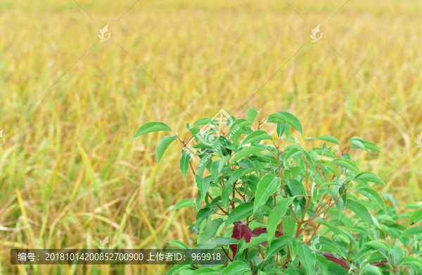 秋天的稻田