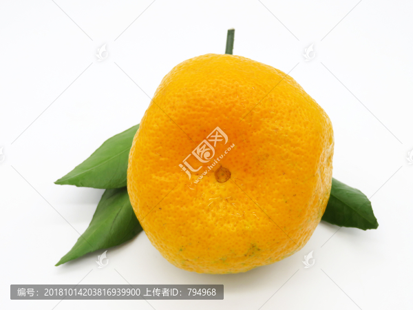 丑橘