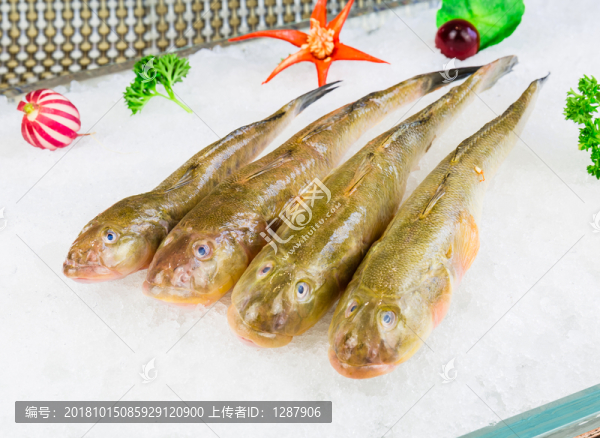 推拉魚(yú)