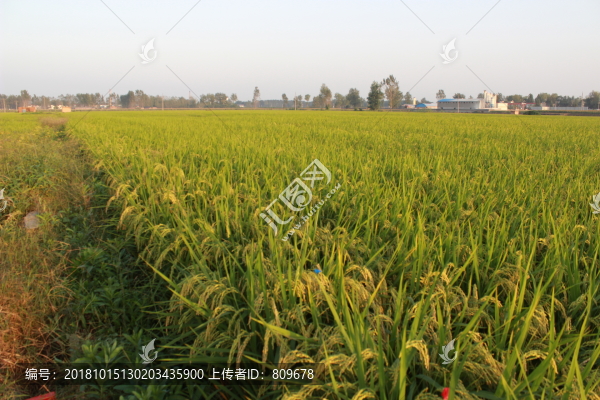佃莊大米稻田