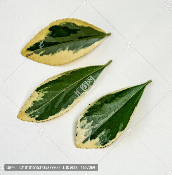 綠葉