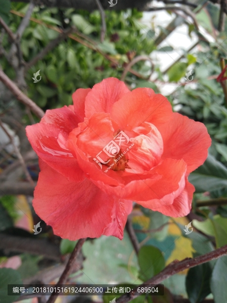 杜鵑