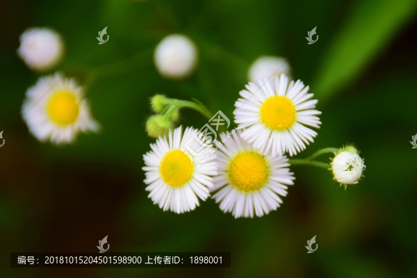 太陽花
