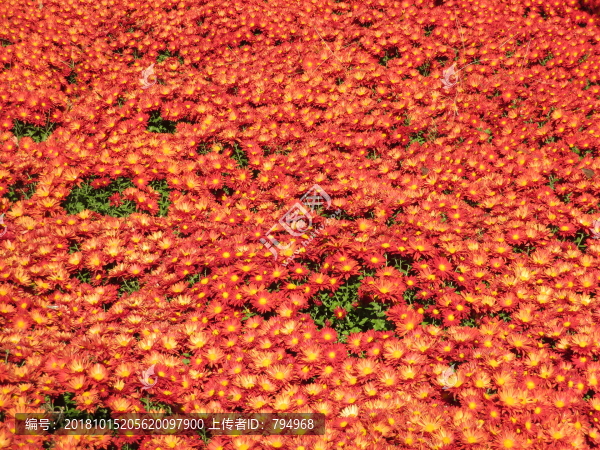 菊花