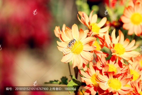 花蕊中的蜜蜂