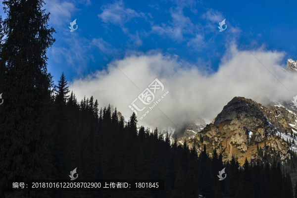 天山森林