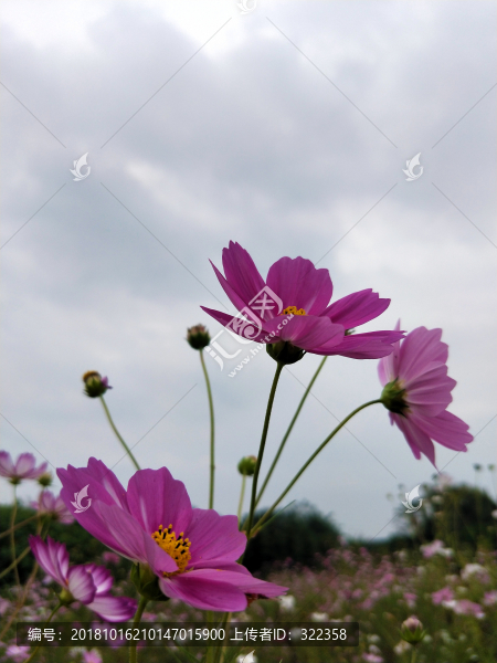 草原上的格?；? title=