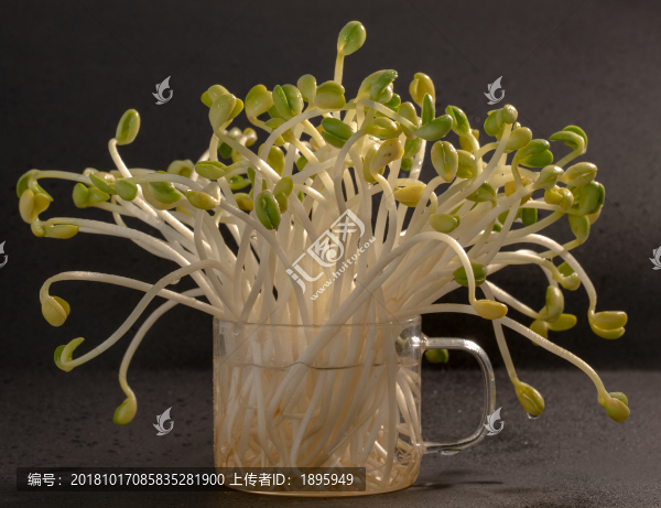 豆芽