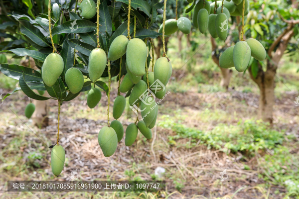 芒果樹(shù)