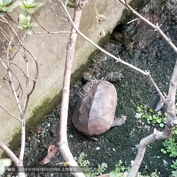 家庭花園烏龜