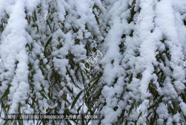 雪景
