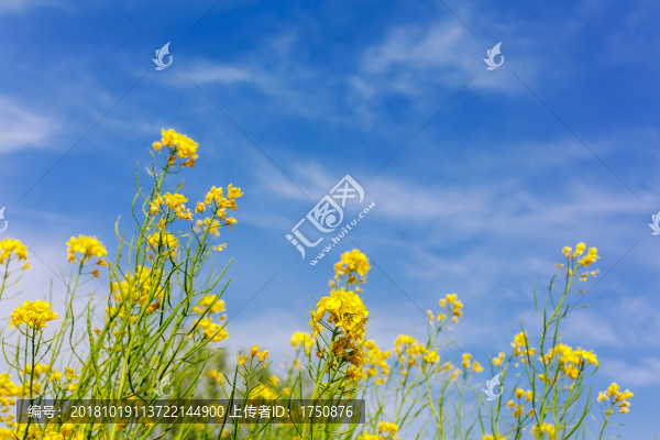 藍天下的油菜花