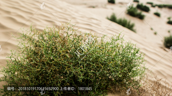 塔克拉瑪干沙漠河西苣