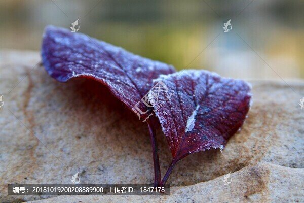 霜葉