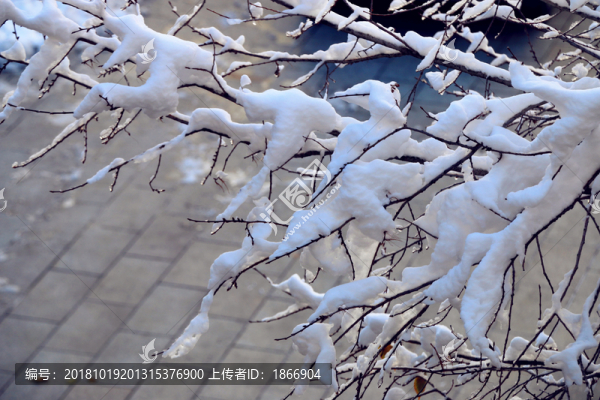 雪掛樹枝