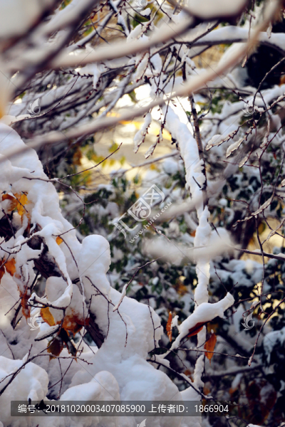 雪掛樹枝