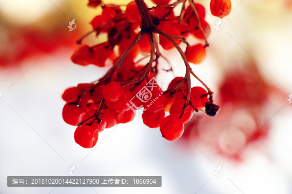 紅色沙棘果