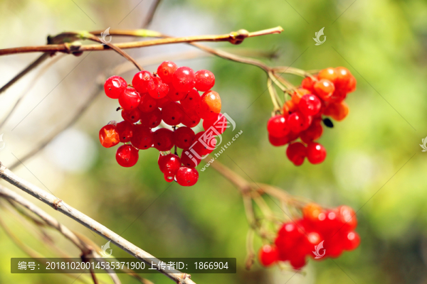 碩果滿枝紅