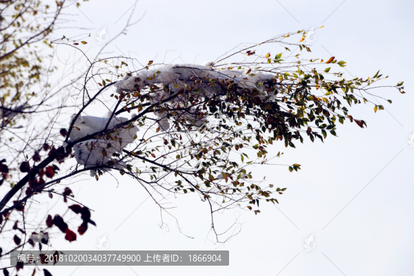 霧凇滿枝頭