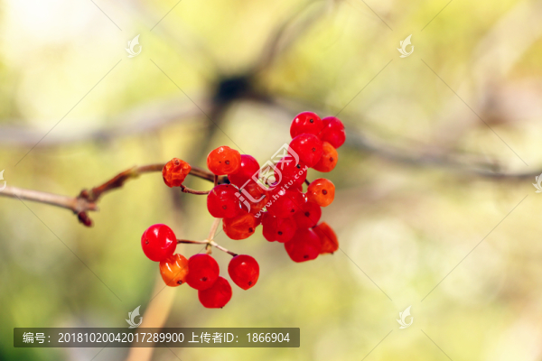 紅色沙棘果