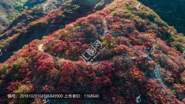 金秋時(shí)節(jié)層林盡染