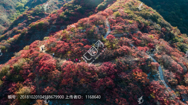 金秋時(shí)節(jié)層林盡染