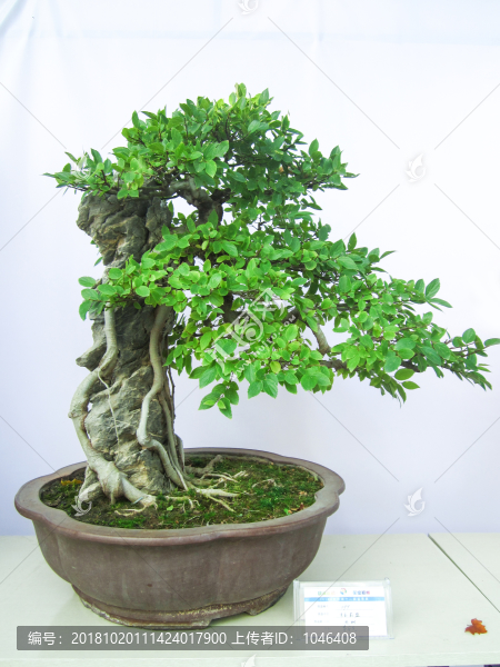 盆景盆栽
