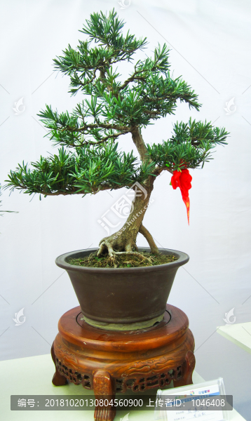 盆景盆栽