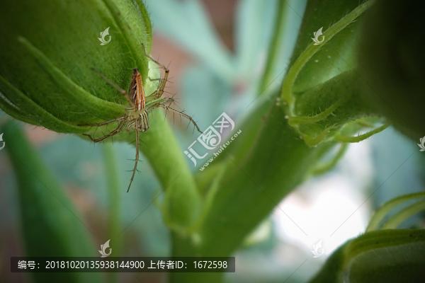 I蜘蛛I貓蛛