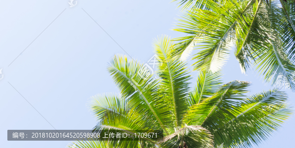 椰樹藍(lán)天