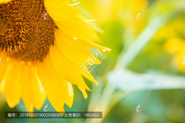 向日葵花