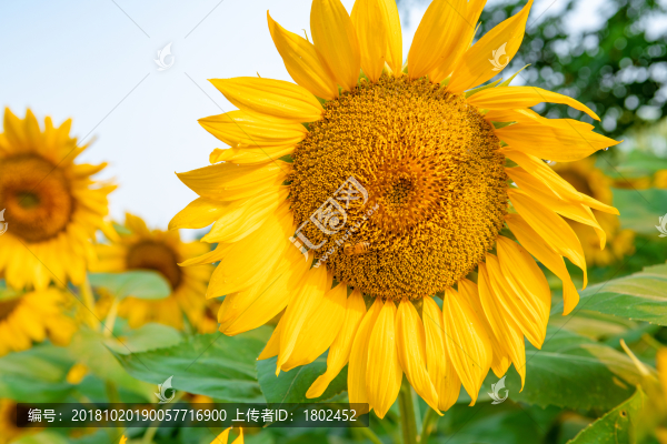 向日葵花