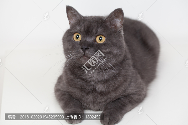 寵物藍貓