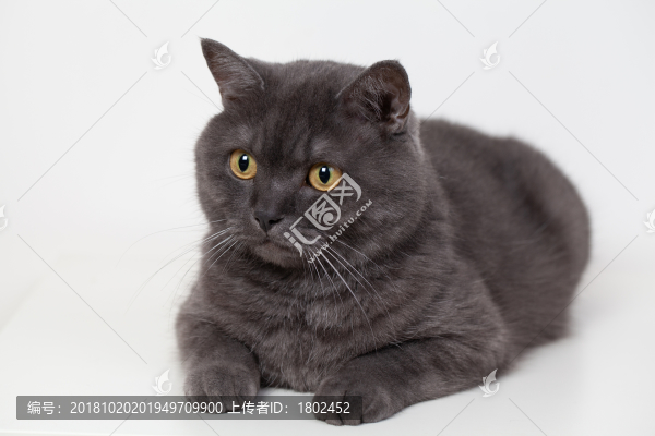 寵物藍貓