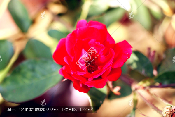 風(fēng)雪后的月季