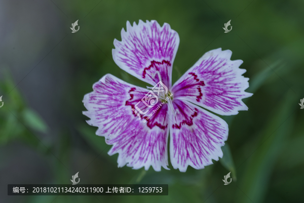 微距花朵