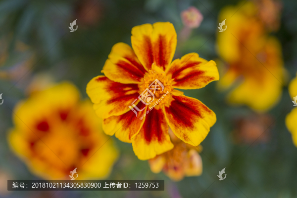微距花朵