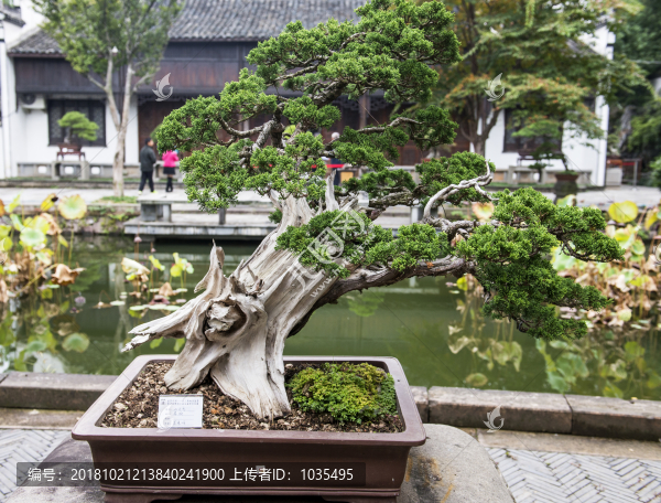盆景盆栽