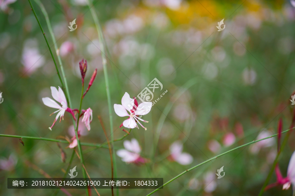 鮮花