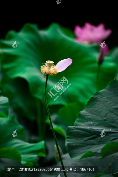 荷花